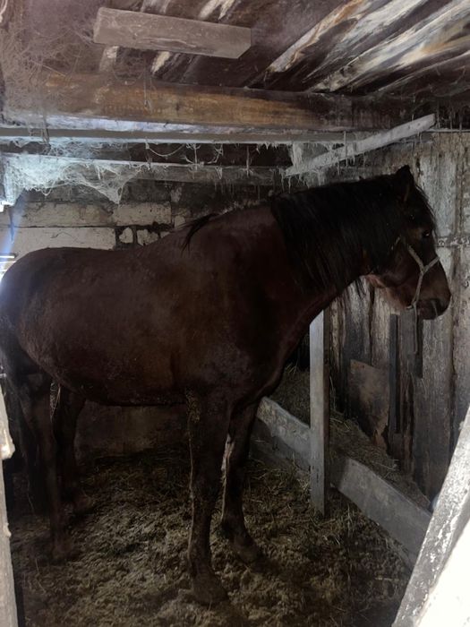 Жеребец 5 лет держал косяк