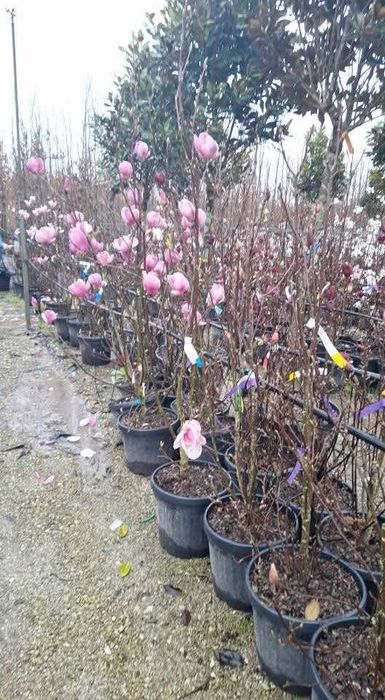 Magnolii, Măslini și Brazi Argintii - Calitate VIP, Montaj Inclus