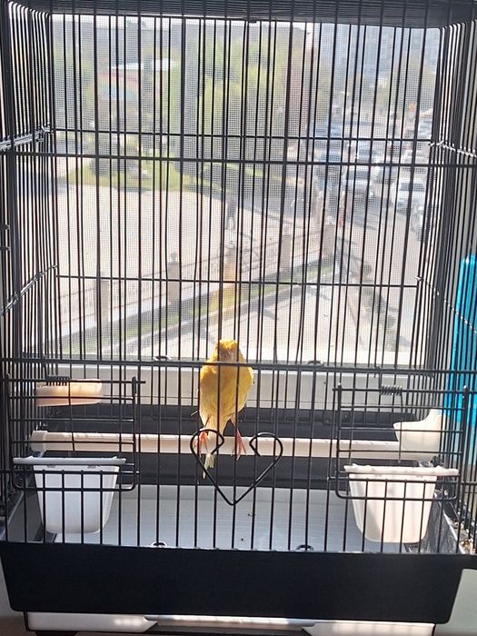 Kanareyka              .