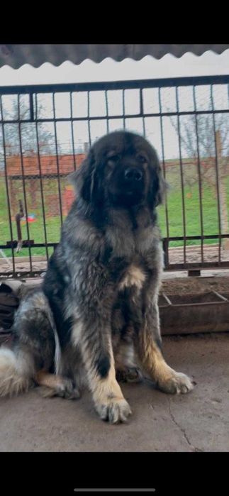 Fetite frumoase caucaziene