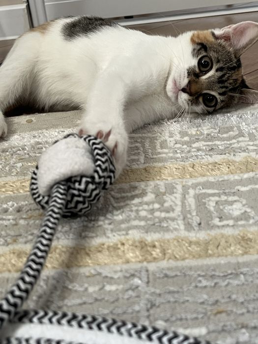 Отдам даром маленького котенка
