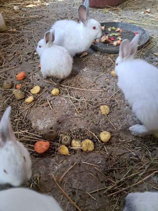 Продаются домашние кролики