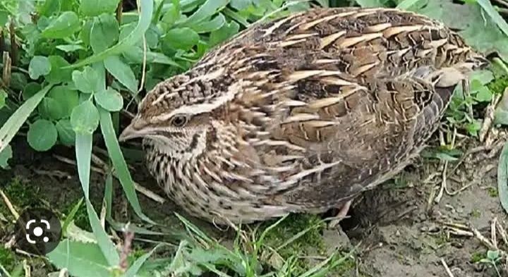 Bedan bor tayor 35 kunlik