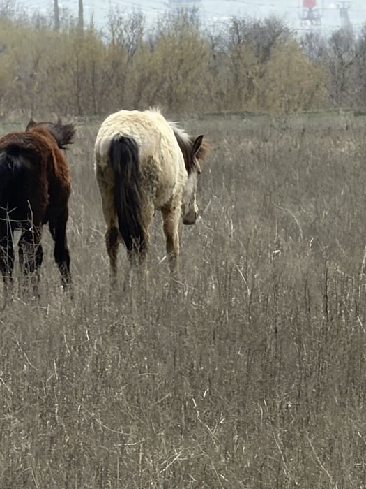 2 бас тай сатылады жуас