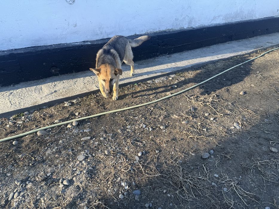 Мал айдайды ұрғашы