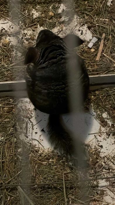 Chinchilla sinsila cincila