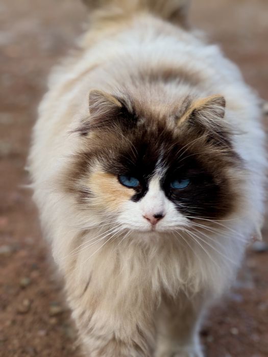 Срочно продам кошку (Ragdoll)