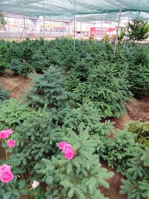 Самое время сажать серебристо голубые ели от