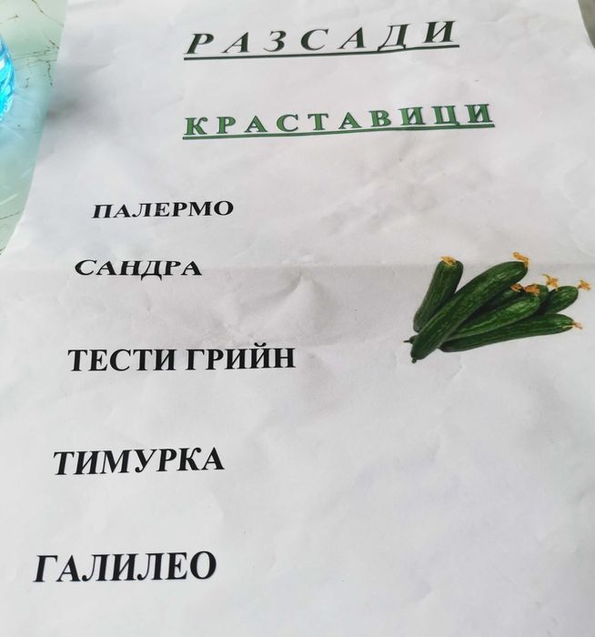 Продавам разсад домати и краставици!