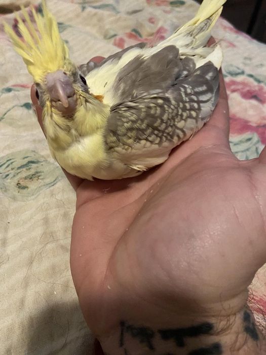 Pui nimfe crescuți la mana