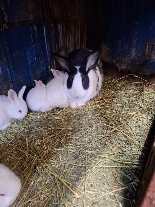 Hycole francez de vânzare