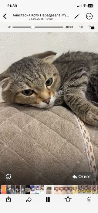 Присраивается котик мальчик