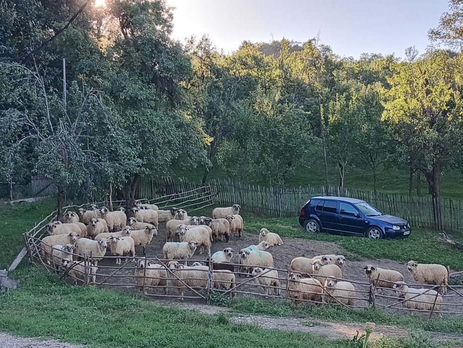 De vânzare oi tinere