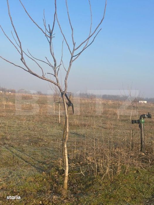 Ferma de nuci - teren agricol, zona Ivesti