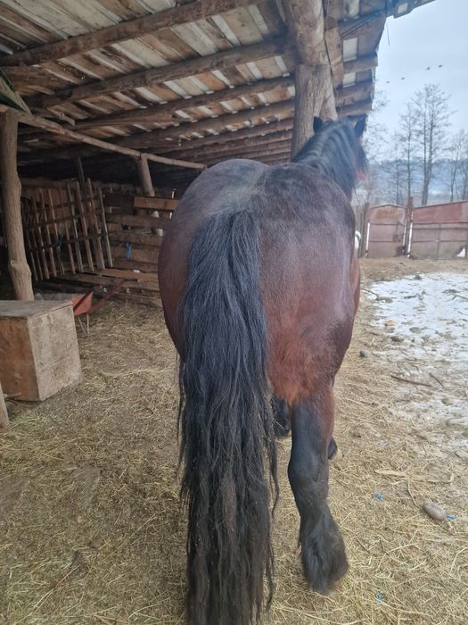 Armăsar  2.5 ani