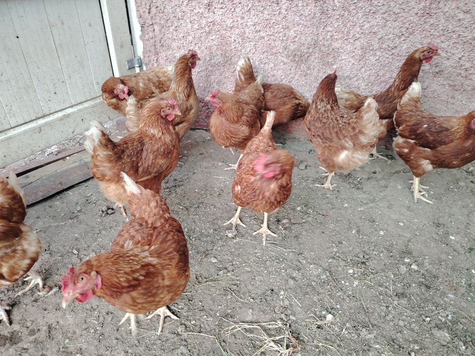продам курей ломан браун