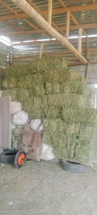 Беда сотилади маармаупррмааммм