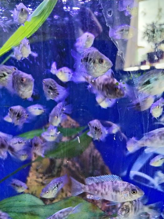 Продаю аквариумных рыб