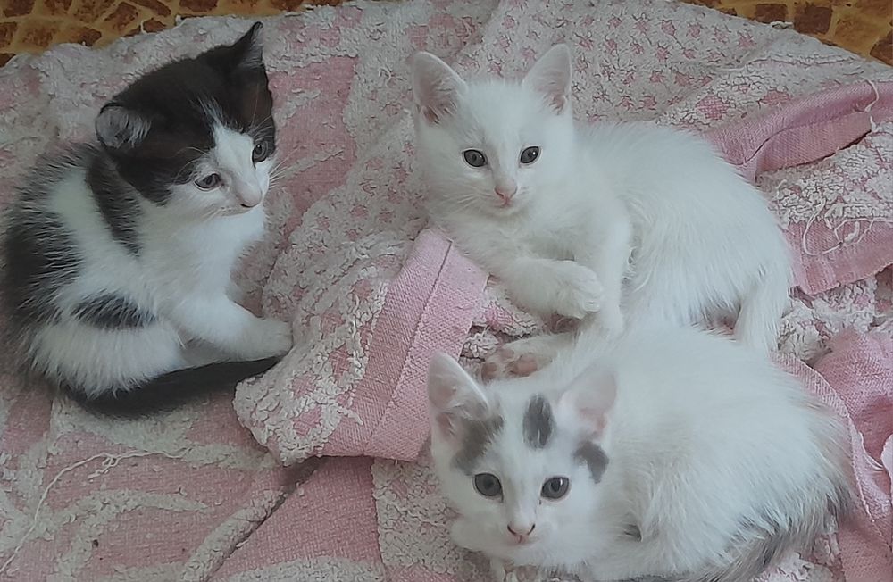Котята в добрые руки