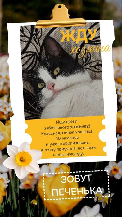 Милая  кошечка нуждается в доме