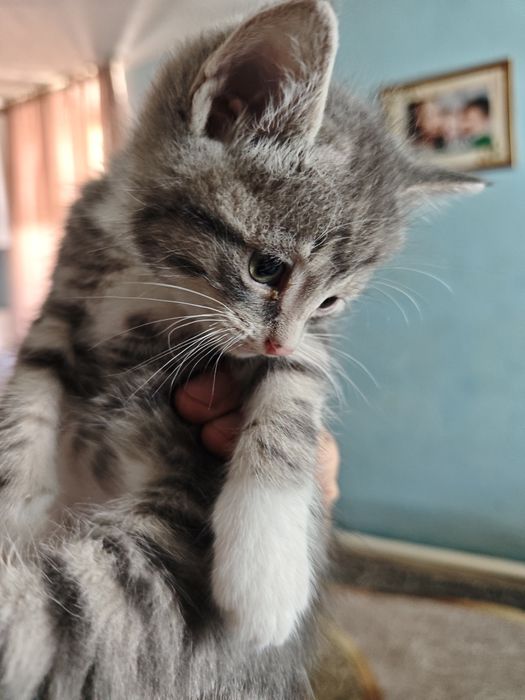 Котята домашние!!!