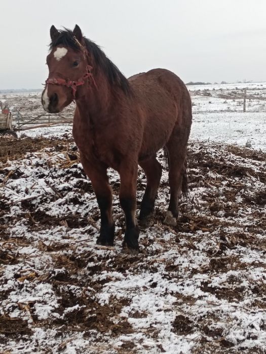 Manz de vânzar sau schimb cu balotiera sau tractoraș
