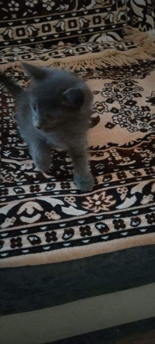 Отдам котят в добрые руки