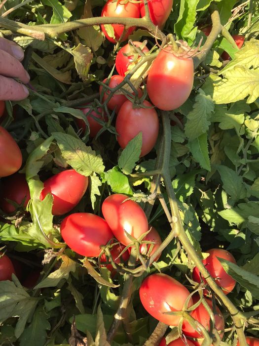 Семено розового томата