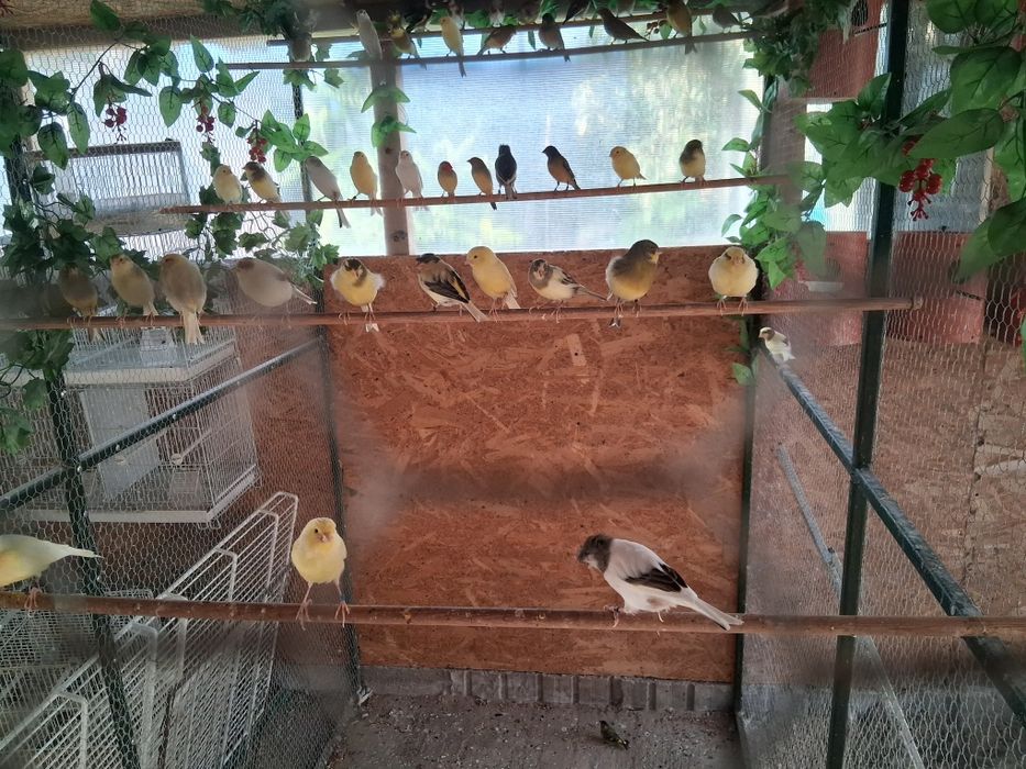 Vând canari de cântec
