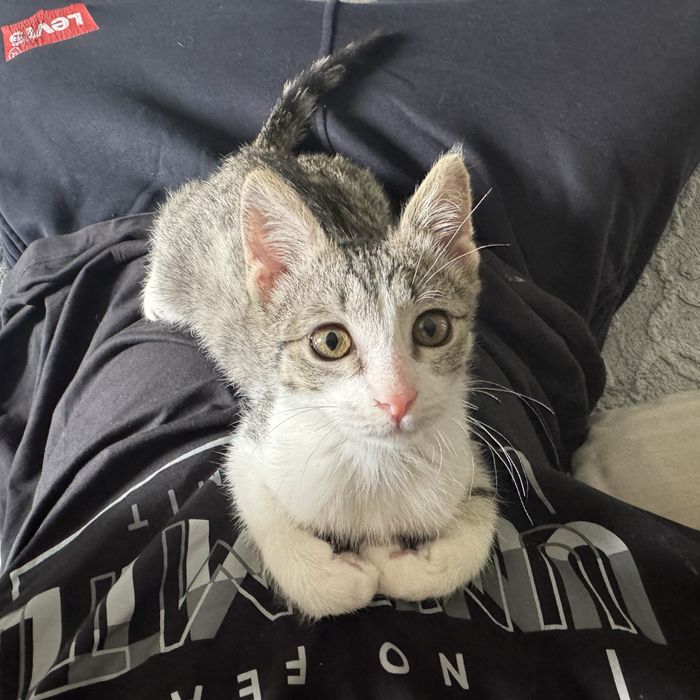 Котенок 3 месяца, отдадим в хорошие руки
