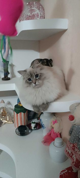 Pisici de rase Siberian cu pedigree Neva Masquerade