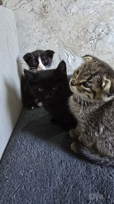 Котята  отдам в хорошые и заботливый  руки