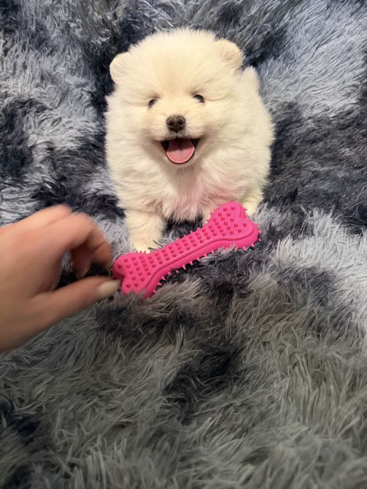 Pomeranian mascul