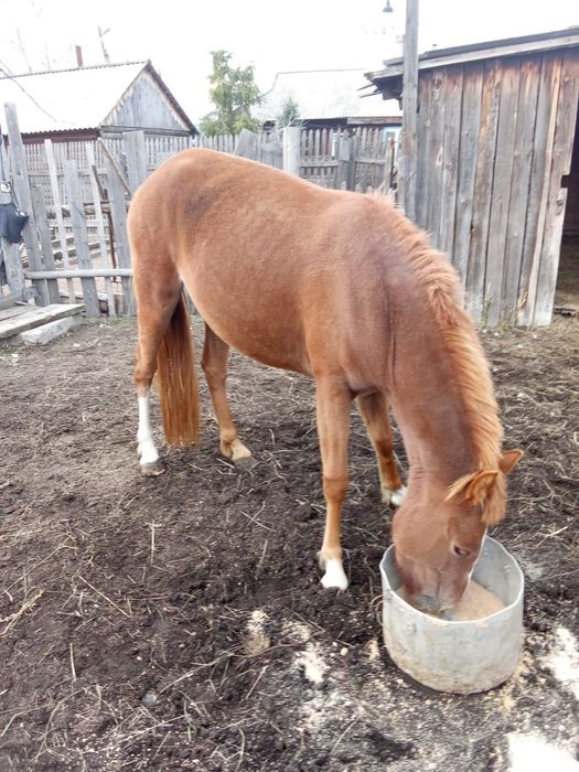 Продам кобыла 2 года