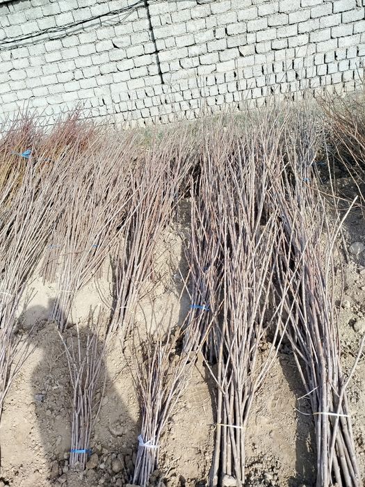 Koʻchatlar sotiladi