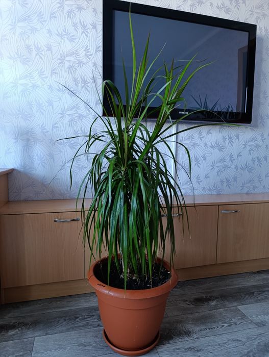 Драцена (пальма)