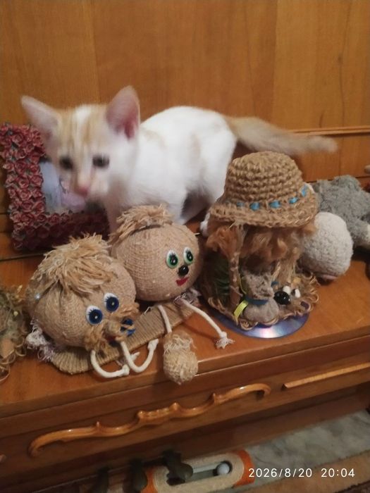 Отдам котят в хорошие руки