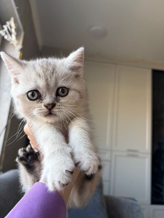 Котята Британские