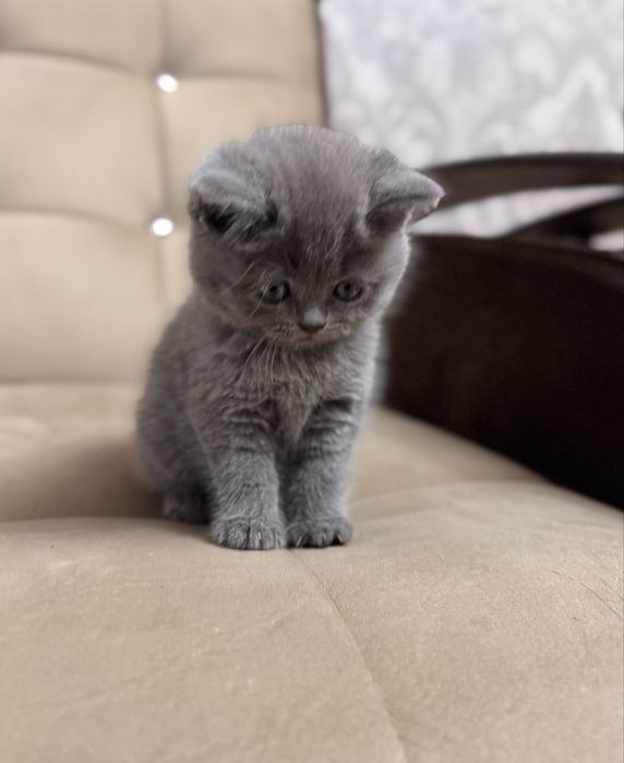 Скотииш страйт девочка продается