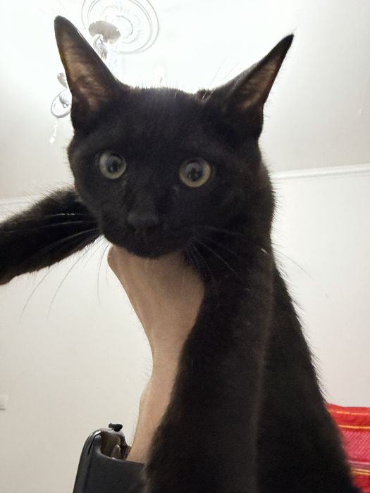 Котенок 2 месяца