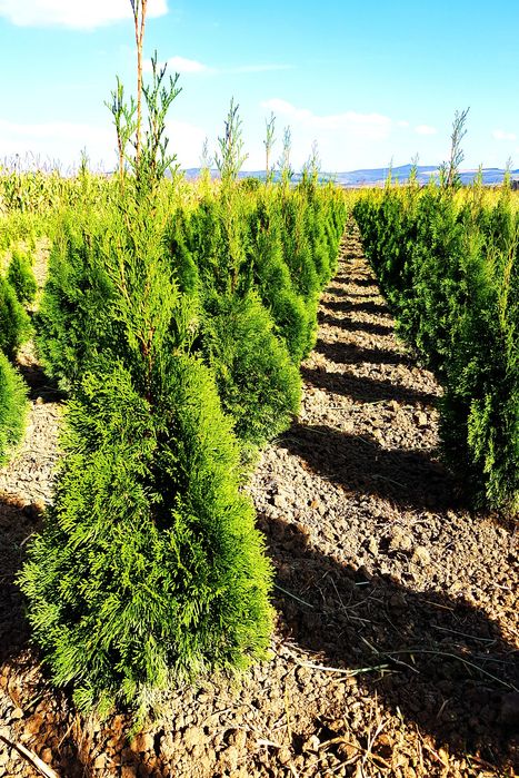 Tuia Smaragd 60-80 Cm si Leylandii pentru gard viu