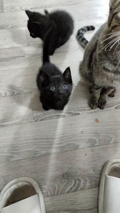 Котенок в добрые руки