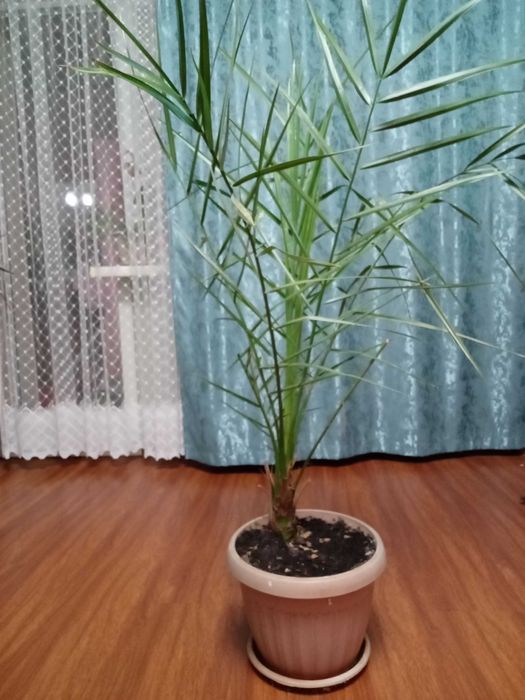 Продам финиковые пальмы