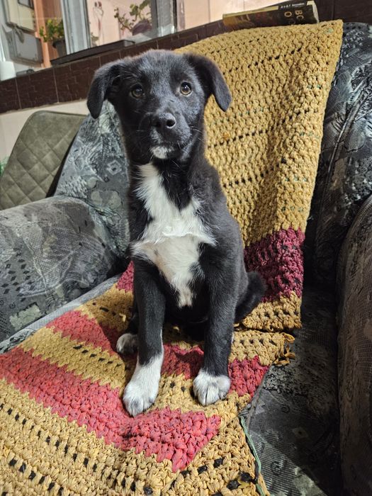 Классный щенок энерджайзер  в добрые руки!