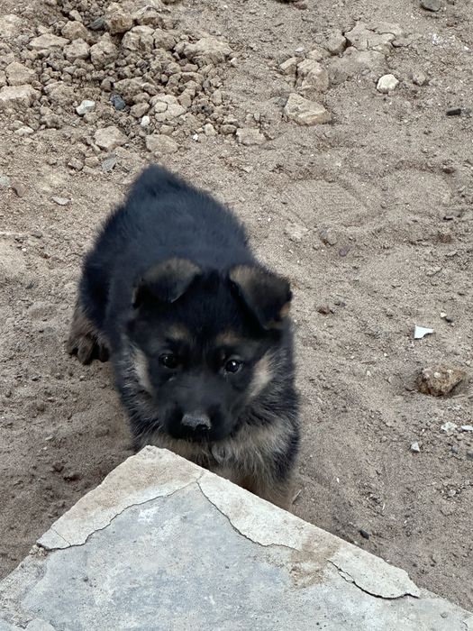 Продам пародистого кутенка