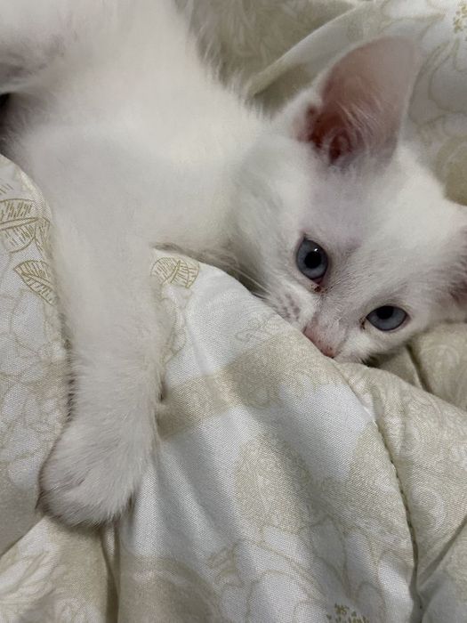 Котёнок турецкая ангора