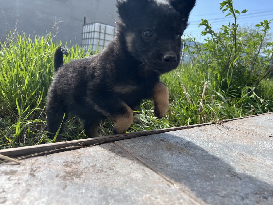 Ofer spre adopție 3 cățeluși adorabili