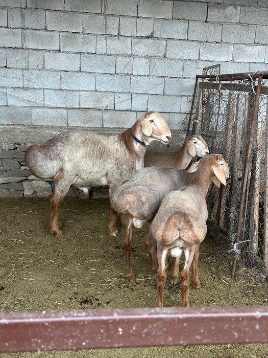 Арашан кошкарлар