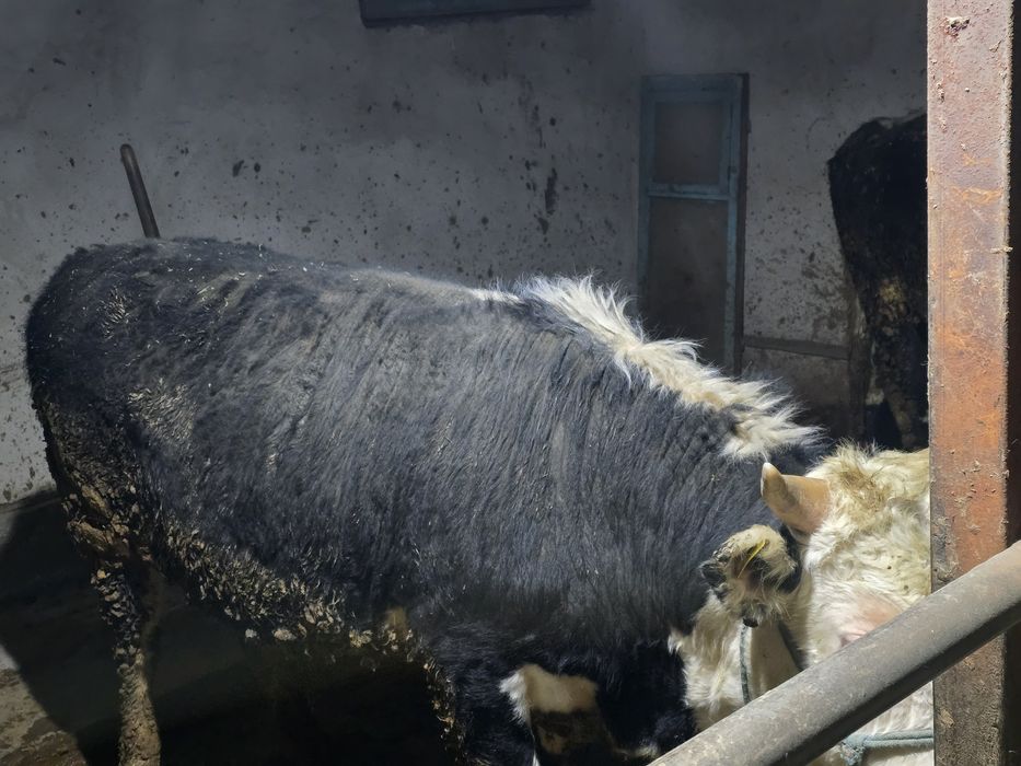 Бордақы бұқалар сатылады