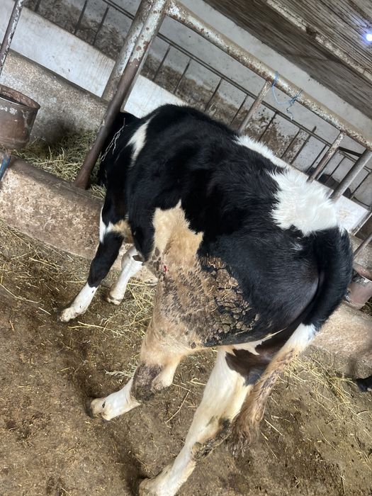 Vand tauras 8 luni albastru belgian